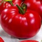 Семена индетерминантных томатов